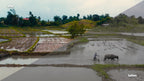 Signature LUT
